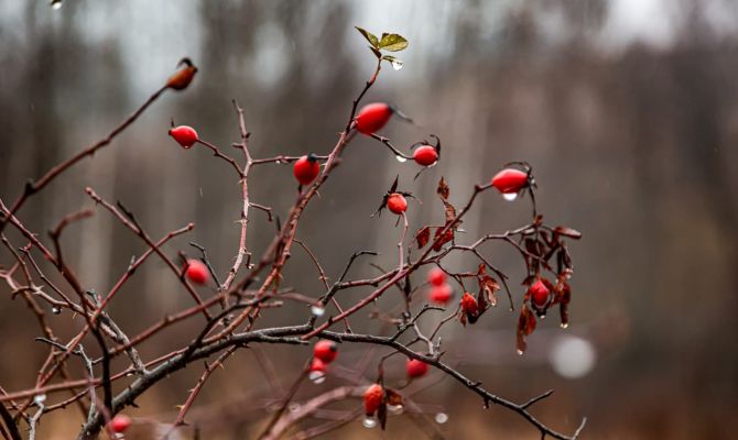 В ночь на 20 сентября в Тульской области будет до +7 градусов