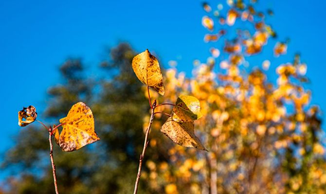 20 ноября в Туле ожидается ясная погода