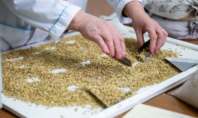 В Тульскую область пришло 10 тонн карантинных семян суданской травы