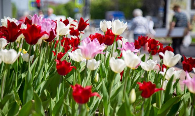 Где в следующем году в Туле разобьют самые красивые клумбы тюльпанов