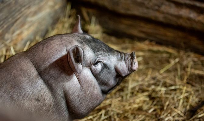 Назван срок запуска первой фермы свиноводческого комплекса в Кимовском районе
