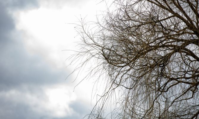 В Тульской области объявлено метеопредупреждение из-за сильного ветра