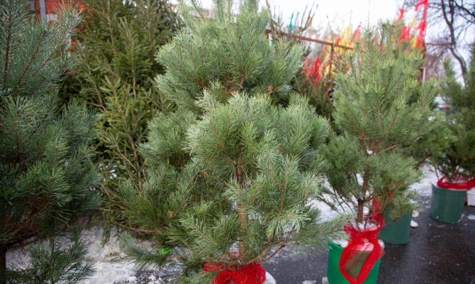 Как сделать так, чтобы елка не осыпалась: советы Роскачества