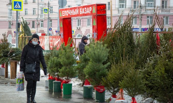 Как тулякам не "уколоться" о некачественный товар при выборе новогодней елки