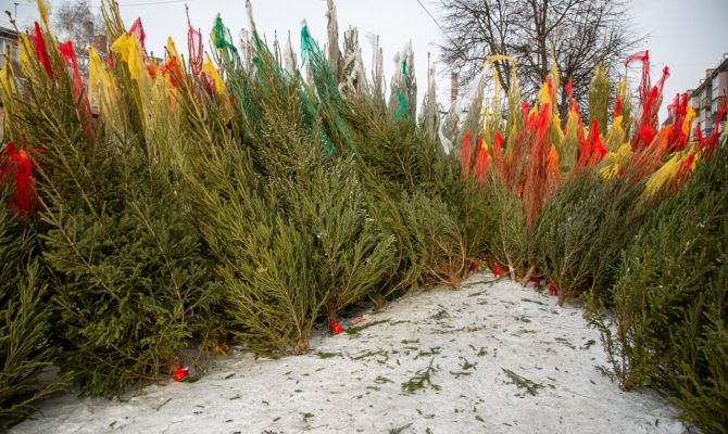 Названы самые популярные новогодние деревья на ёлочных базарах в Туле
