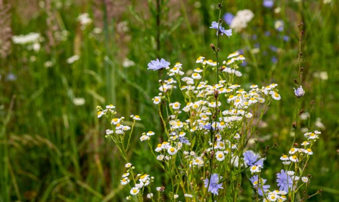 Тульского землевладельца оштрафовали за заброшенные сельхозугодья