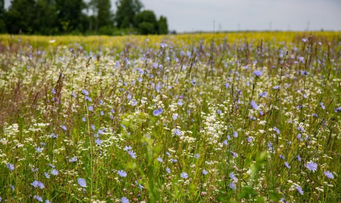 В Ясногорском районе объявлен карантин из-за распространения повилики