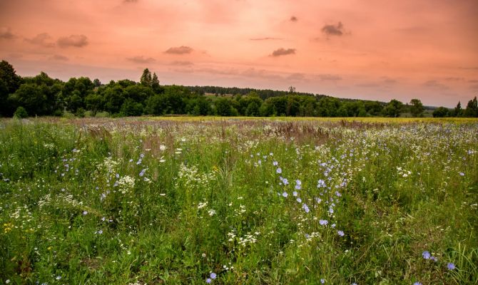 В Щекинском районе ввели карантин из-за опасного сорняка