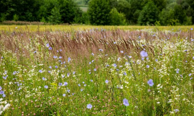 В Кимовском районе ввели карантин из-за опасного сорняка