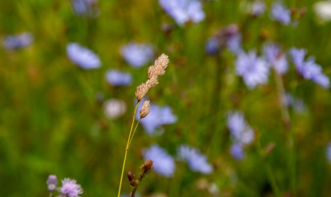 В Ефремове Россельхознадзор упразднил карантинную зону по повилике