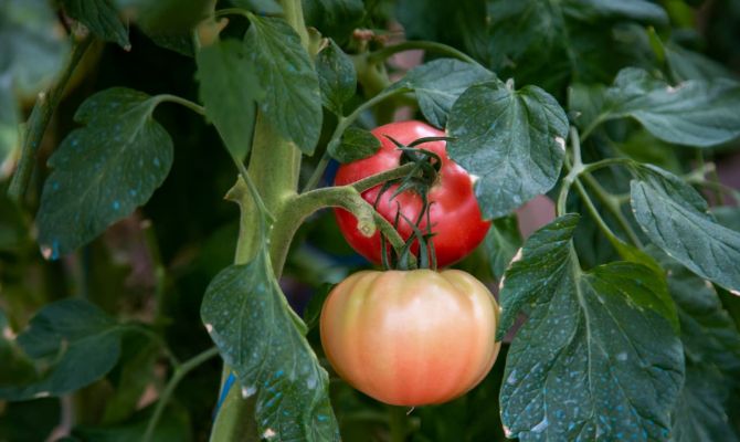 В Роскачестве назвали марки томатной пасты с нарушениями требований