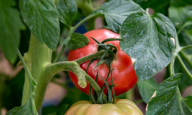 Тульская фирма продавала семена огурцов и томатов без регистрации