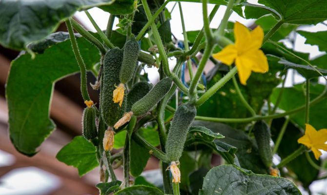 За неделю в Тульской области подешевели огурцы и яйца