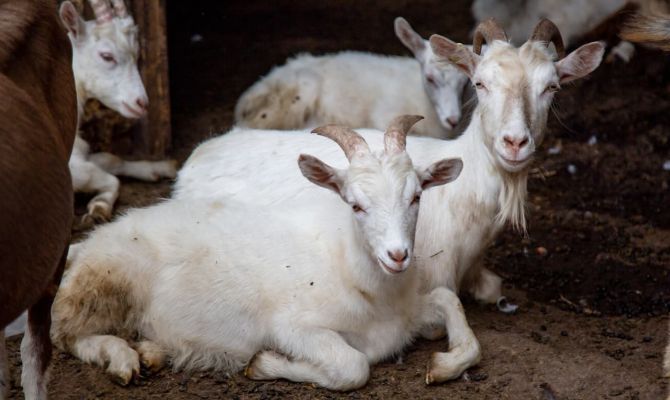 Поголовье овец и коз в Тульской области выросло на 1,5% за год