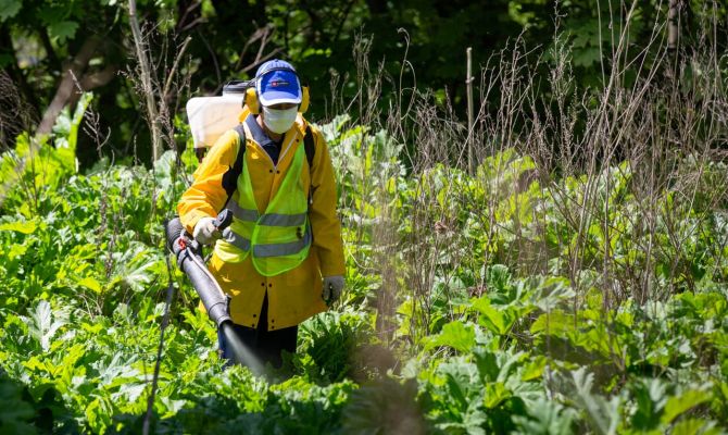 В Тульской области выделят более 37 миллионов рублей на борьбу с борщевиком