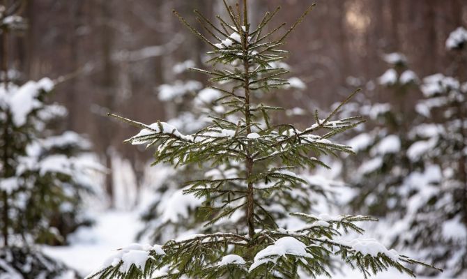 15 января в Тульской области потеплеет до +2 градусов