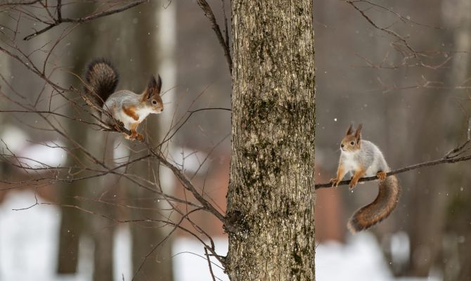 В ночь на 22 декабря температура в Туле опустится до -3 градусов