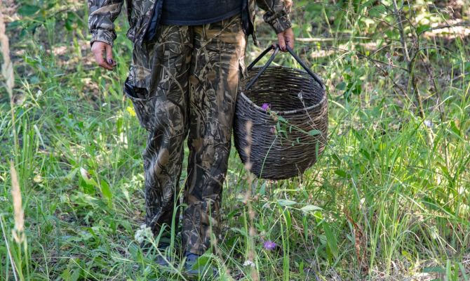 Названы растения, за сбор которых можно угодить в тюрьму