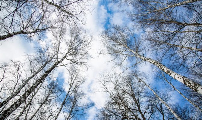 10 февраля в Тульской области пройдет без осадков