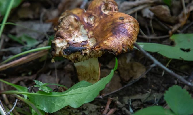 Тулякам рассказали, где нельзя собирать грибы весной