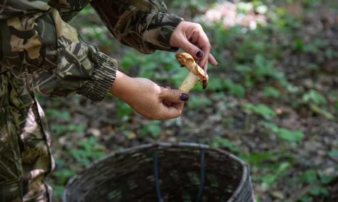 Туляков предупредили об опасности грибов в жару