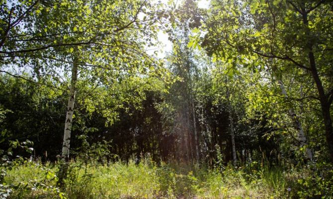 28 мая в Тульской области будет +28 градусов