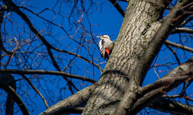 10 октября в Тульской области потеплеет до +17 градусов
