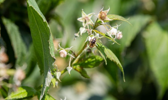Ученые из Тулы создали программу для точной сегментации изображений листьев растений