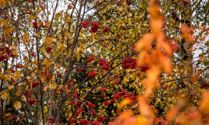 Ночью в Туле ожидается переменная облачность