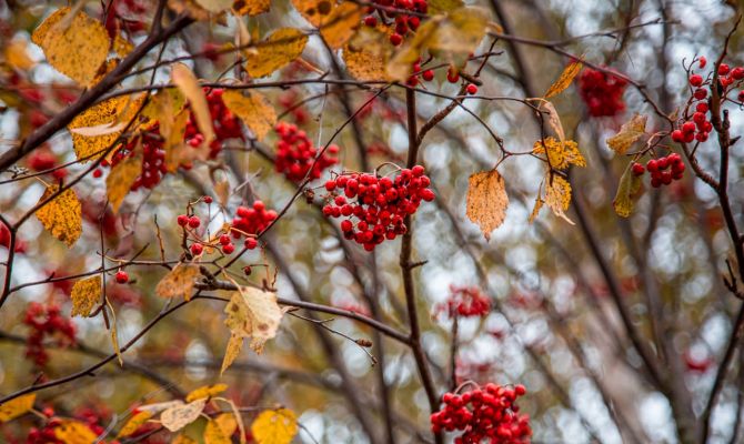 19 ноября в Туле ожидается малооблачная погода
