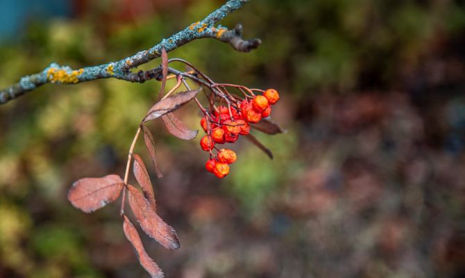 Ночью в Туле ожидается +2 градуса тепла