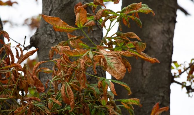 Названы причины гибели деревьев в центре Тулы: единого мнения нет
