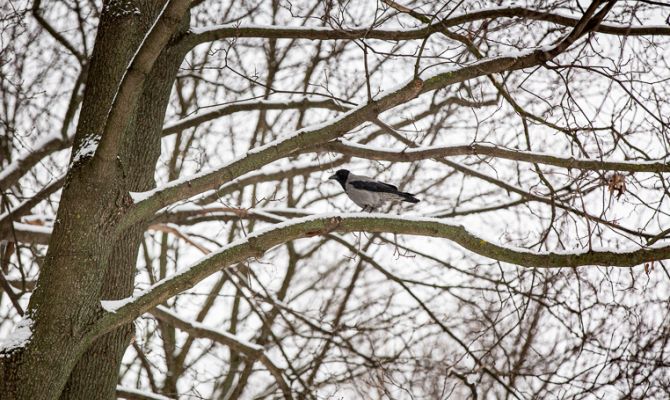 На Тульскую область обрушится магнитная буря 26 декабря
