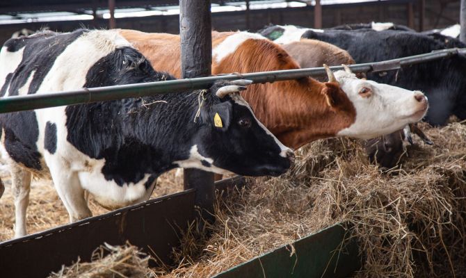 В Тульской области усилили контроль за завозом и вывозом скота