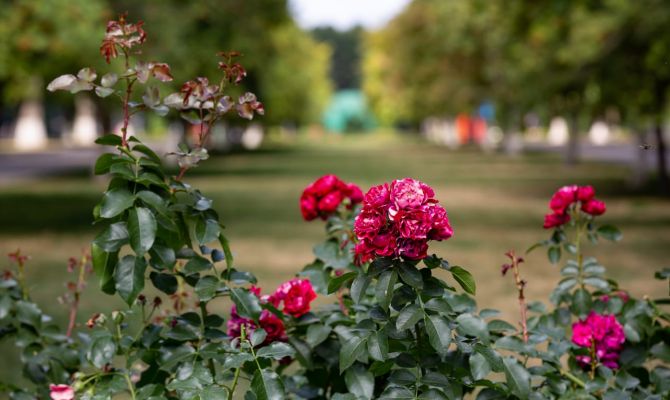 4 сентября в Тульской области будет до +27 градусов