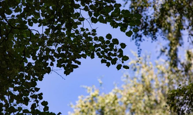 25 июня в Тульской области будет до +24 градусов