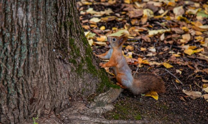 Ночью в Туле ожидают геомагнитные возмущения