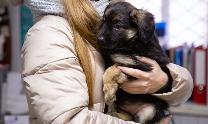 Тульский приют объявил акцию помощи животным