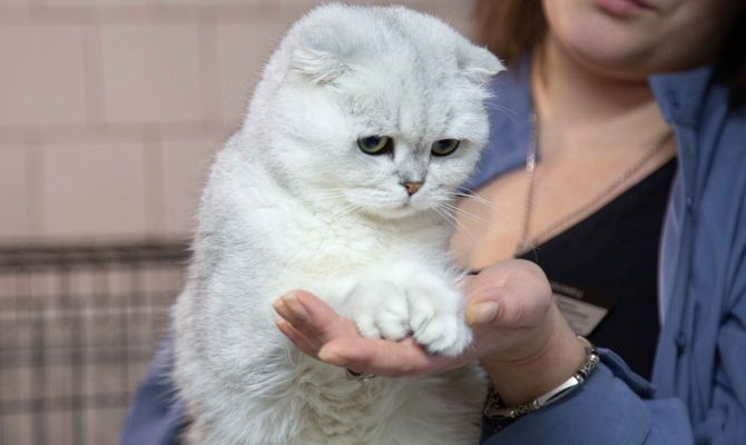 Россияне оказались кошатниками: 78% семей с детьми держат питомцев