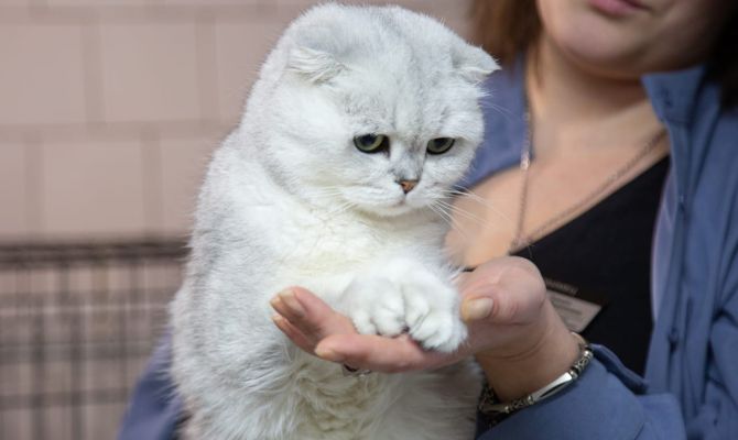 В Туле пройдет выставка-пристройство животных