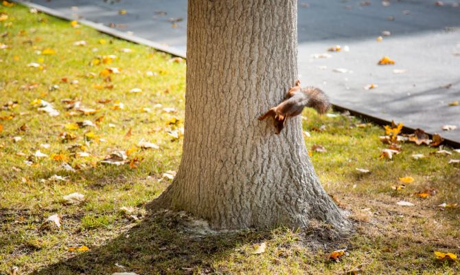 30 октября в Туле ожидается переменная облачность