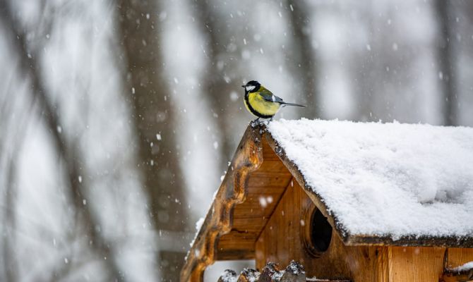 Приближаем весну: туляков приглашают сделать броши птичек в технике сухого валяния