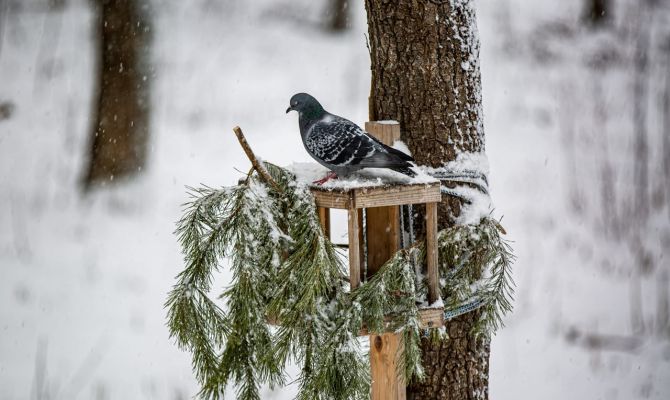 20 декабря в Туле ожидается +1 градус тепла