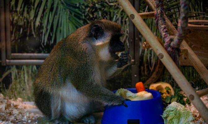 Туляки могут поделиться фруктами и овощами с животными Экзотариума