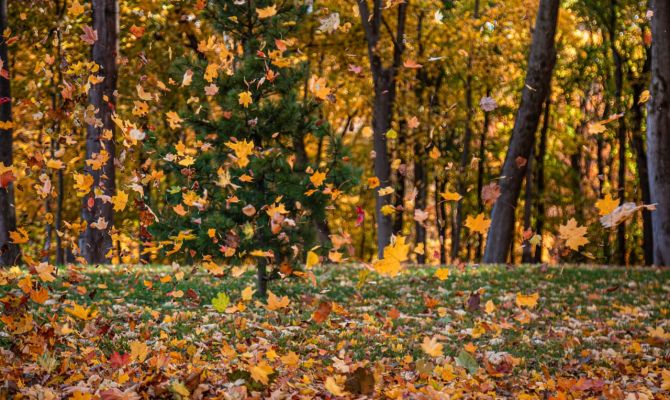 Ночью в Туле ожидаются геомагнитные возмущения