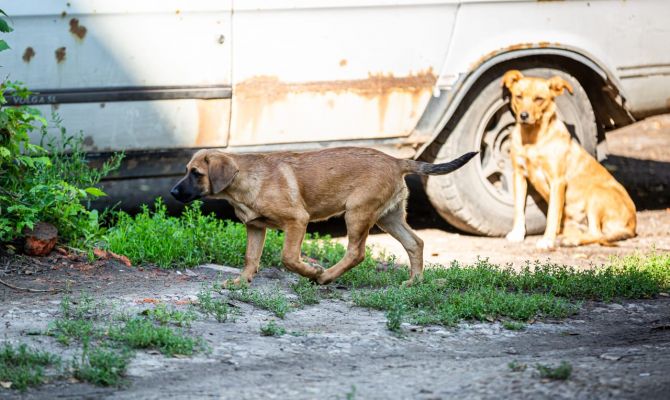 За 2022 год почти 2 тысячи туляков пострадали от укусов животных