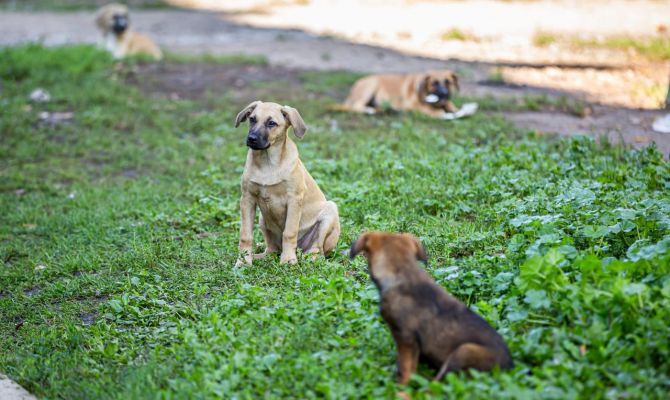 Сколько туляков выступили за введение штрафов за выгул собак без намордника