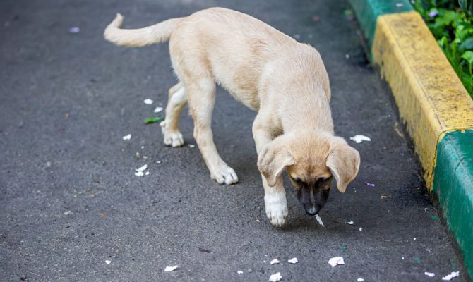 Прокуратура Донского добилась компенсации детям, пострадавшим от нападений бродячих собак