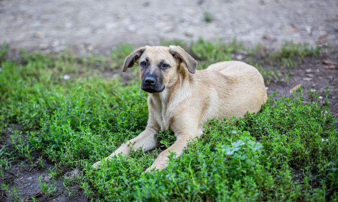 Тулякам рассказали о штрафах за шум и запахи от животных в квартире
