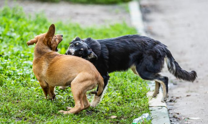 В России могут ввести обязательную страховку для владельцев опасных собак